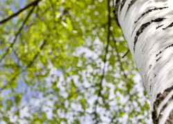 В среду будет пасмурно, сохраняется опасность ночных заморозков 