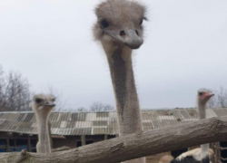 «Нежное и очень вкусное мясо»: в Молдове можно купить живого страуса под шашлык 