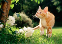 В четверг в Молдове будет пасмурно и ветрено 