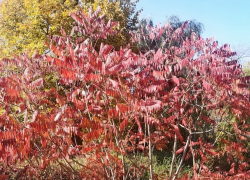 В среду в Молдове будет облачно, усилится ветер 