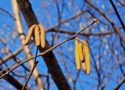 Ночью до 5 градусов мороза, днем до 19 градусов тепла – погода в субботу 