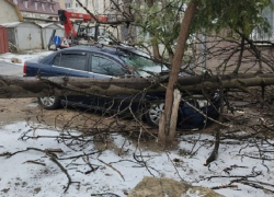Упавшее в столице дерево разбило переднюю часть автомобиля Toyota