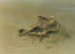 Труп женщины в ужасном состоянии обнаружили на берегу водоема в Кишиневе