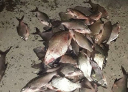 «Воровали рыбу мешками» - на границе с Румынией прошли массовые задержания браконьеров