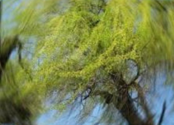 Среда в Молдове будет ветреной, сохраняется опасность заморозков  