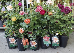 Молдаванина с саженцами роз остановили на границе в Россию