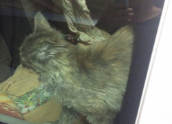 В аэропорту Кишинева в запертой машине несколько дней сидит кот