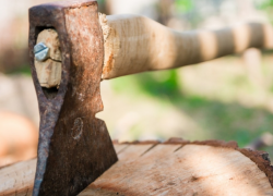 «Черные лесорубы» объявились в лесничестве в Рыбнице