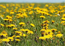 Пятница будет жаркой: температура поднимется до +29°C 