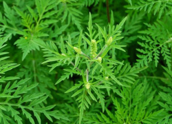 Амброзия становится проблемой для аллергиков