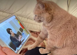 Гаврилица попросит парламент продлить ЧП из-за ситуации с Украиной