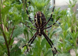 В Приднестровье появились паук Аргиопа Брюнниха или паук-оса