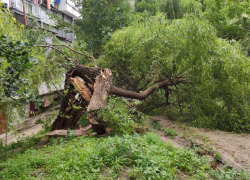 Ветер ломает старые деревья в Кишиневе, создавая опасные ситуации