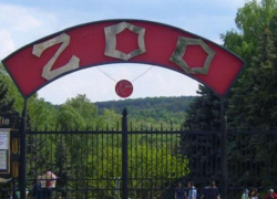 Охрана кишиневского зоопарка изловила хитрых тиктокеров