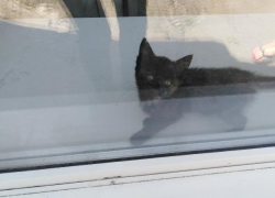 Полицейские и спасатели спасали котенка из закрытой квартиры