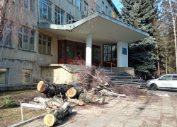 Скандал в Кишиневе: Вырубают парк на Академической ради строительства