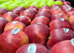 Видимость, а не квоты: как власти предлагают продвигать местные продукты