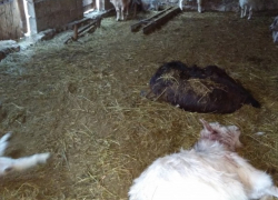 Волки зарезали стадо коз в Чимишлии: испугавшиеся жители заперли детей в домах