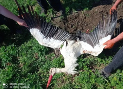 Редкие птицы погибают в Молдове из-за линий электропередач