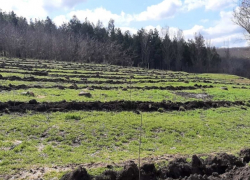 Десятки деревьев незаконно спилили в Тараклии
