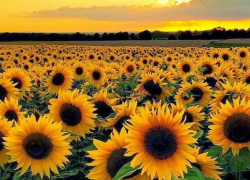 В воскресенье в Молдову вернется жара 