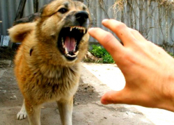 Собака в Комрате оторвала губу ребенка и сильно его искусала 
