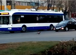 В Кишиневе по проезжей части бегал фазан