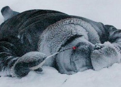 Двое мужчин замерзли до смерти в Фалештском и Новоаненском районах  