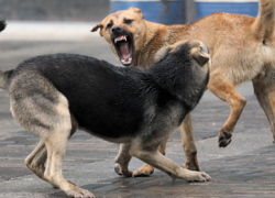 Стая разъяренных собак искусала беззащитную молдаванку