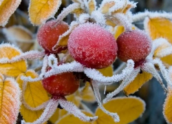 В Молдове в четверг сохранится теплая погода, но только днем – ночью возможны заморозки 