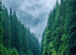 Четверо молдаван потерялись в румынском лесу, их нашли спасатели