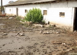 До 10 тысяч кур погибло на птицефабрике в Комрате из-за наводнения