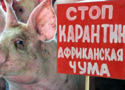 Вирус африканской чумы фактически уничтожил свиноферму в Кагуле