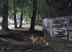 Дикая лиса в Кишиневе - узнайте, где именно видели зверя