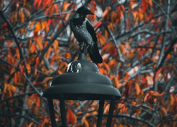 Во вторник в Молдове будет прохладно и безветренно  