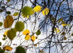 Сегодня жителей Молдовы ожидает чудесный осенний день