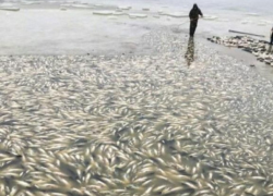 Шокирующие фото: тысячи мертвых рыб плавают в воде водохранилища Конгаз