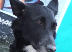 Женщина сказала: "Кира, сторожи вещи" - и поплыла: собака весь день прождала хозяйку на одесском пляже