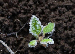 В ночь на вторник ожидается пик заморозков 