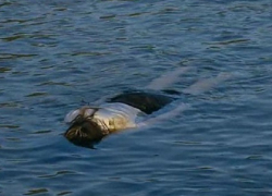 Сбросив труп женщины в Днестр, убийца троих человек попытался бежать из Молдовы в Россию