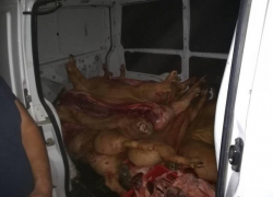 Опасную свинину попытался провезти в центр Кишинева водитель грузовика