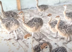 Молодой бизнесмен из Абаклии разводит десятки страусов, можно купить страусиное мясо и яйца