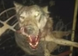 Волчица покусала мужчину и собаку под Каменкой 