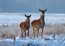 Moldsilva выделяет 7 миллионов на подкормку диких животных зимой
