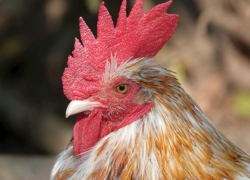 За петуха ответил - житель Гагаузии сядет на 5 лет