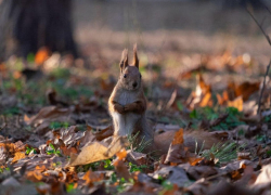 Воскресенье в Молдове будет теплым и облачным 