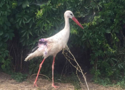 Аист, раненный в Рыбнице охотниками, больше не полетит
