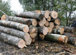 За самовольную вырубку деревьев вдоль трассы фирма отхватила штраф