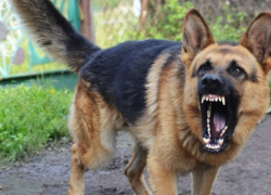 Новые подробности в деле об умершей от укуса собаки девочки