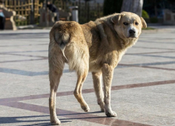 Бездомная собака напала на ребенка в Хынчештах
